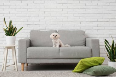 Modern oturma odasındaki kanepede şirin bir Maltese köpeği.