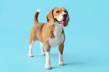 Mavi arka planda sevimli Beagle köpeği