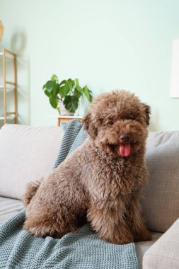 Evdeki kanepede ekoseli komik kaniş.