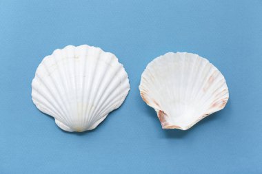 Mavi arka planda deniz tarakları