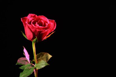 Beautiful red rose flower on dark background