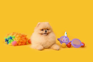Nisan şakası için komik kılık değiştirmiş şirin Pomeranian Spitz köpeği sarı arka planda gün kutlaması