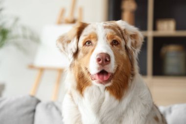 Şirin Avustralya çoban köpeği evde, yakın plan.