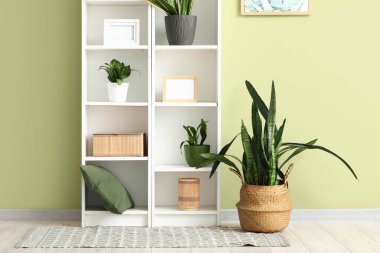 Sansevieria 'lı raf ünitesi odada yeşil duvarın yanında.