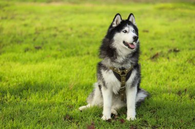 Sonbahar parkında tasmalı şirin bir köpek.