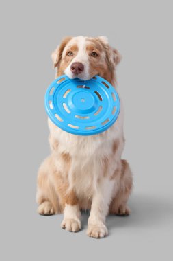 Hafif arka planda mavi frizbisi olan şirin Avustralya çoban köpeği.