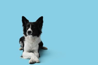 Mavi arka planda yatan şirin Sınır Köpeği Collie