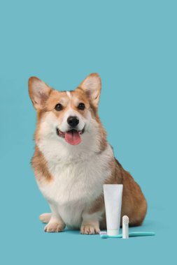 Mavi arka planda oturan diş fırçası ve diş macunuyla şirin Corgi köpeği.