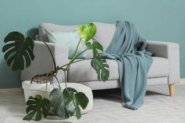 Gri kanepe, puf ve çiçekli oturma odası, yakın plan.