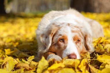 Sonbahar parkında yaprakların üzerine uzanmış şirin Avustralya çoban köpeği, yakın plan.