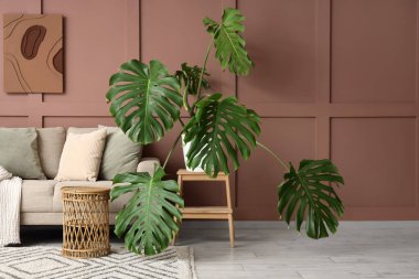 Monstera bitkisi ve kanepesiyle oturma odasının içinde.