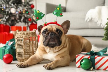 Noel topları, hediye kutuları ve oturma odasında feneri olan sevimli Fransız bulldog 'u.