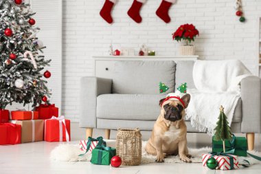 Noel topları, hediye kutuları ve oturma odasında feneri olan sevimli Fransız bulldog 'u.