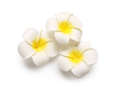 Beyaz arka planda güzel tesisat çiçekleri