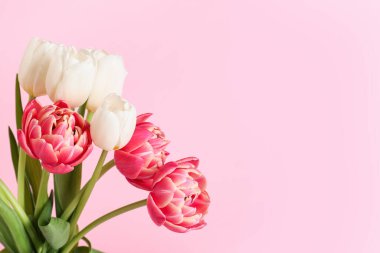 güzel Lale çiçek pembe bir arka plan üzerinde