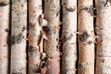 Birch logs as background