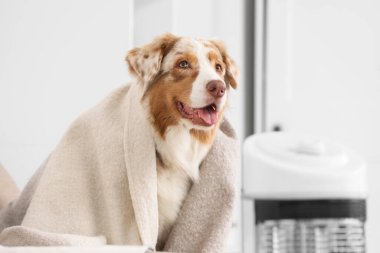 Australian Shepherd dog with plaid and electric heater at home