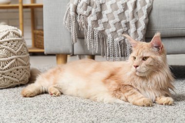 Oturma odasında halının üzerinde yatan sevimli Maine Rakunu kedisi.