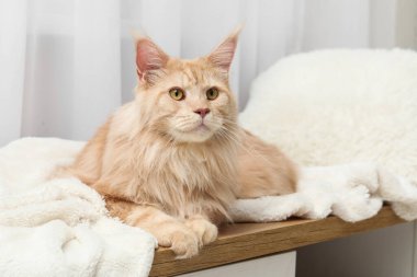 Oturma odasındaki masada yatan sevimli Maine Rakunu kedisi.