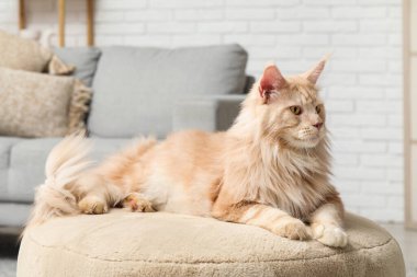Tatlı Maine Rakunu kedisi oturma odasında pouf üzerinde yatıyor.