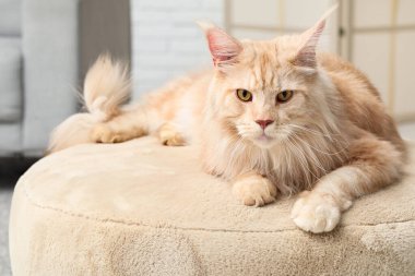 Şirin Maine Rakunu evde pouf üzerinde yatıyor.