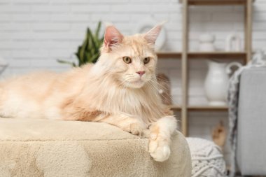 Tatlı Maine Rakunu kedisi oturma odasında pouf üzerinde yatıyor.