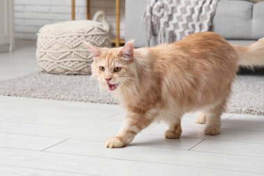 Oturma odasındaki sevimli Maine Rakunu kedisi