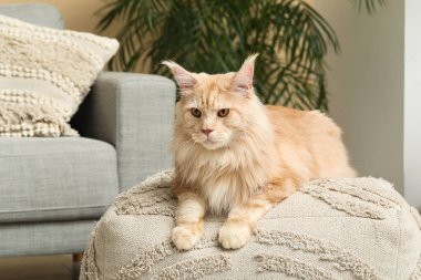 Tatlı Maine Rakunu kedisi oturma odasında pouf üzerinde yatıyor.