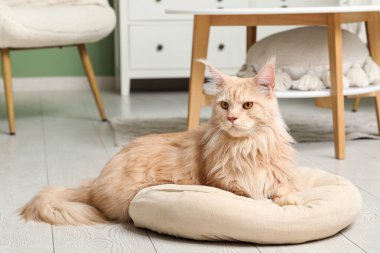 Oturma odasında yastığa uzanmış sevimli Maine Rakunu kedisi.