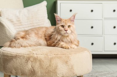 Şirin Maine Rakunu evde pouf üzerinde yatıyor.