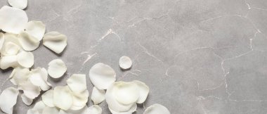 Gri arkaplanda güzel beyaz gül yaprakları ve metin için boşluk