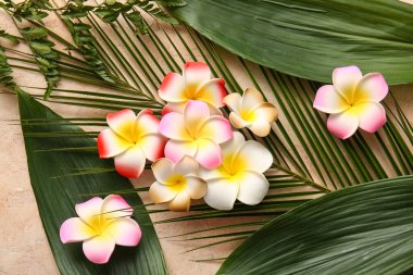 Bej arka planda farklı tropikal yapraklara sahip güzel plumeria çiçekleri