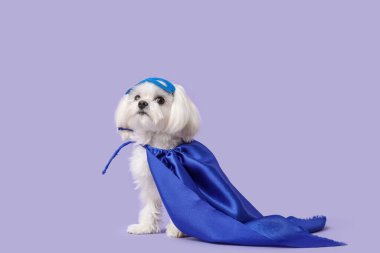 Eflatun arka planda süper kahraman kostümlü şirin bir köpek.