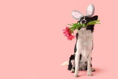 Pembe arka planda güzel lale çiçekleri olan tavşan kulaklı şirin Border Collie köpeği. Paskalya kutlaması