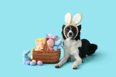 Paskalya sepetiyle tavşan kulaklı şirin Border Collie köpeği ve mavi arka planda yumurtalar.