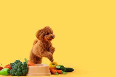 Sarı arka planda taze sebzeli, kasenin yanında sevimli bir oyuncak köpek.