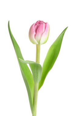 Beyaz arkaplanda pembe lale çiçeği