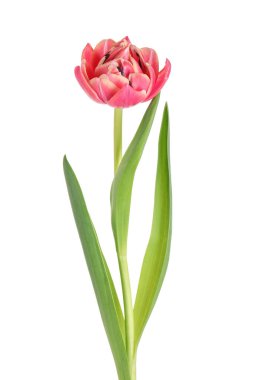 Beyaz arkaplanda pembe lale çiçeği