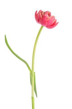 Beyaz arkaplanda pembe lale çiçeği