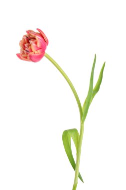 Beyaz arkaplanda pembe lale çiçeği