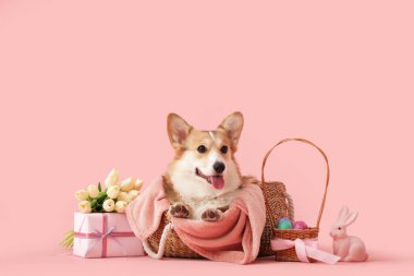 Paskalya sepeti, hediye kutusu ve pembe arka planda güzel lale çiçekleriyle hasır bir çantada yatan şirin Corgi köpeği.