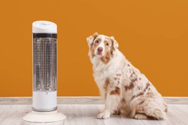Turuncu duvarın yanında elektrikli ısıtıcısı olan Avustralya çoban köpeği.