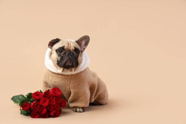 Bej arka planda güller olan sevimli Fransız bulldog 'u. Sevgililer Günü kutlaması