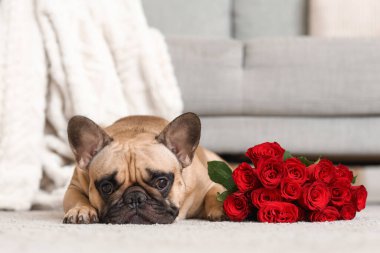 Evde yatan gülleri olan sevimli Fransız bulldog 'u. Sevgililer Günü kutlaması