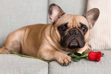 Evde kanepede uzanmış gülü olan sevimli Fransız bulldog 'u. Sevgililer Günü kutlaması
