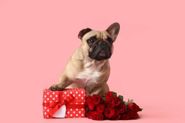 Gül ve pembe arka planda hediye kutusu olan sevimli Fransız bulldog 'u. Sevgililer Günü kutlaması