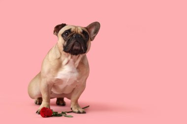 Pembe arka planı olan sevimli bir Fransız bulldog 'u. Sevgililer Günü kutlaması