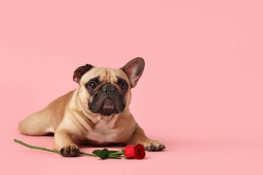 Pembe arka planda gül olan sevimli bir Fransız bulldog 'u. Sevgililer Günü kutlaması