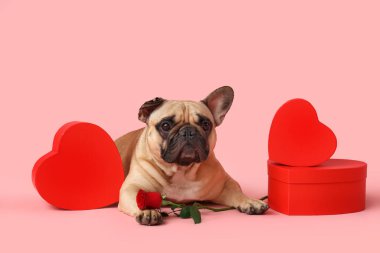 Gül ve pembe arka planda hediye kutuları olan sevimli bir Fransız bulldog 'u. Sevgililer Günü kutlaması
