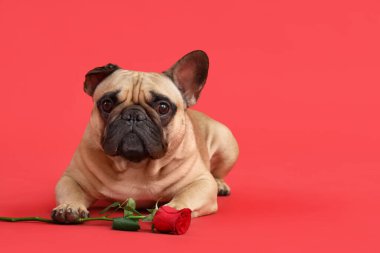 Kırmızı arka planda gül olan sevimli bir Fransız bulldog 'u. Sevgililer Günü kutlaması